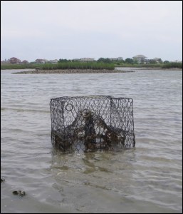 crab pot