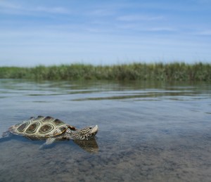 marsh terrapin
